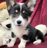 CINDY LOU WHOO, a female Cardigan Welsh Corgi and Pembroke Welsh Corgi for sale in Bradenton, FL – Photo 5 of 10