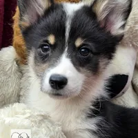 CINDY LOU WHOO, a female Cardigan Welsh Corgi and Pembroke Welsh Corgi for sale in Bradenton, FL – Photo 2 of 10