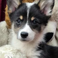 CINDY LOU WHOO, a female Cardigan Welsh Corgi and Pembroke Welsh Corgi for sale in Bradenton, FL – Photo 9 of 10