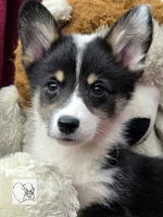 CINDY LOU WHOO, a female Cardigan Welsh Corgi and Pembroke Welsh Corgi for sale in Bradenton, FL – Photo 9 of 10
