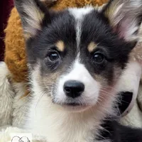 CINDY LOU WHOO, a female Cardigan Welsh Corgi and Pembroke Welsh Corgi for sale in Bradenton, FL – Photo 4 of 10