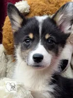 CINDY LOU WHOO, a female Cardigan Welsh Corgi and Pembroke Welsh Corgi for sale in Bradenton, FL – Photo 4 of 10