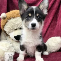 CINDY LOU WHOO, a female Cardigan Welsh Corgi and Pembroke Welsh Corgi for sale in Bradenton, FL – Photo 10 of 10