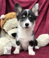 CINDY LOU WHOO, a female Cardigan Welsh Corgi and Pembroke Welsh Corgi for sale in Bradenton, FL – Photo 10 of 10