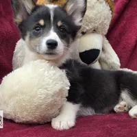 CINDY LOU WHOO, a female Cardigan Welsh Corgi and Pembroke Welsh Corgi for sale in Bradenton, FL – Photo 8 of 10