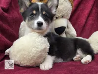 CINDY LOU WHOO, a female Cardigan Welsh Corgi and Pembroke Welsh Corgi for sale in Bradenton, FL – Photo 8 of 10