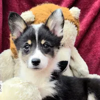 CINDY LOU WHOO, a female Cardigan Welsh Corgi and Pembroke Welsh Corgi for sale in Bradenton, FL – Photo 1 of 10