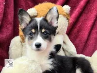CINDY LOU WHOO, a female Cardigan Welsh Corgi and Pembroke Welsh Corgi for sale in Bradenton, FL – Photo 1 of 10