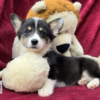 CINDY LOU WHOO, a female Cardigan Welsh Corgi and Pembroke Welsh Corgi for sale in Bradenton, FL – Photo 6 of 10