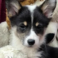 CINDY LOU WHOO, a female Cardigan Welsh Corgi and Pembroke Welsh Corgi for sale in Bradenton, FL – Photo 7 of 10