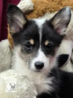 CINDY LOU WHOO, a female Cardigan Welsh Corgi and Pembroke Welsh Corgi for sale in Bradenton, FL – Photo 7 of 10