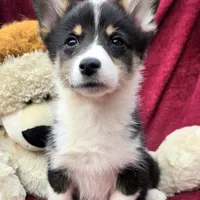 CINDY LOU WHOO, a female Cardigan Welsh Corgi and Pembroke Welsh Corgi for sale in Bradenton, FL – Photo 3 of 10
