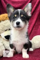 CINDY LOU WHOO, a female Cardigan Welsh Corgi and Pembroke Welsh Corgi for sale in Bradenton, FL – Photo 3 of 10