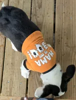 Unique 4 pet ( liver, bluie pink carrier) dm clear , a female Cardigan Welsh Corgi for sale in Bradenton, FL – 8 of 10