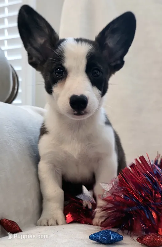 Swirly, a male Cardigan Welsh Corgi and Pembroke Welsh Corgi for sale in Bradenton, FL – 1 of 10