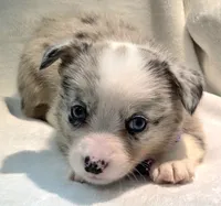 Victory, a female Cardigan Welsh Corgi and Pembroke Welsh Corgi for sale in Bradenton, FL – 4 of 10
