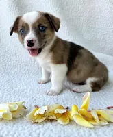 Sherlock! Mother's day special. , a male Cardigan Welsh Corgi and Pembroke Welsh Corgi for sale in Bradenton, FL – Photo 3 of 10