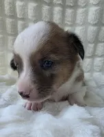 Sherlock! , a male Cardigan Welsh Corgi and Pembroke Welsh Corgi for sale in Bradenton, FL – Photo 3 of 10