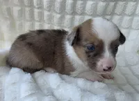 Sherlock! , a male Cardigan Welsh Corgi and Pembroke Welsh Corgi for sale in Bradenton, FL – Photo 6 of 10