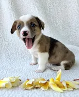 Sherlock! Mother's day special. , a male Cardigan Welsh Corgi and Pembroke Welsh Corgi for sale in Bradenton, FL – Photo 9 of 10