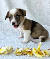 Sherlock! Mother's day special. , a male Cardigan Welsh Corgi and Pembroke Welsh Corgi for sale in Bradenton, FL – Photo 4 of 10