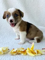 Sherlock! Mother's day special. , a male Cardigan Welsh Corgi and Pembroke Welsh Corgi for sale in Bradenton, FL – Photo 5 of 10