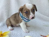 Sherlock! Mother's day special. , a male Cardigan Welsh Corgi and Pembroke Welsh Corgi for sale in Bradenton, FL – Photo 2 of 10