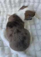 Sherlock! , a male Cardigan Welsh Corgi and Pembroke Welsh Corgi for sale in Bradenton, FL – Photo 5 of 10