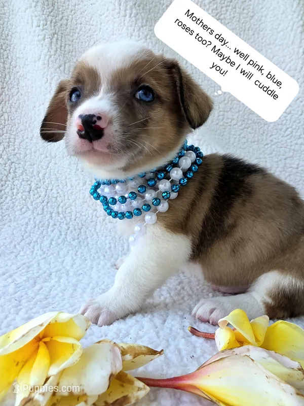 Sherlock!  – Cardigan Welsh Corgi, Pembroke Welsh Corgi puppy for sale in Bradenton, FL