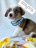 Sherlock! Mother's day special. , a male Cardigan Welsh Corgi and Pembroke Welsh Corgi for sale in Bradenton, FL – Photo 1 of 10
