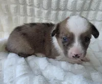 Sherlock! , a male Cardigan Welsh Corgi and Pembroke Welsh Corgi for sale in Bradenton, FL – Photo 7 of 10