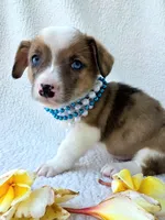 Sherlock! Mother's day special. , a male Cardigan Welsh Corgi and Pembroke Welsh Corgi for sale in Bradenton, FL – Photo 7 of 10