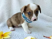 Sherlock! Mother's day special. , a male Cardigan Welsh Corgi and Pembroke Welsh Corgi for sale in Bradenton, FL – Photo 8 of 10