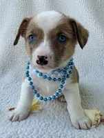 Sherlock! Mother's day special. , a male Cardigan Welsh Corgi and Pembroke Welsh Corgi for sale in Bradenton, FL – Photo 6 of 10