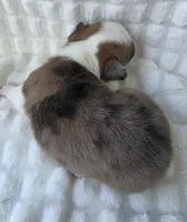 Sherlock! , a male Cardigan Welsh Corgi and Pembroke Welsh Corgi for sale in Bradenton, FL – Photo 4 of 10