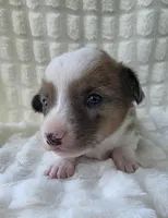 Sherlock! , a male Cardigan Welsh Corgi and Pembroke Welsh Corgi for sale in Bradenton, FL – Photo 2 of 10