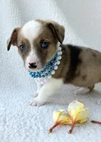 Sherlock! Mother's day special. , a male Cardigan Welsh Corgi and Pembroke Welsh Corgi for sale in Bradenton, FL – Photo 10 of 10
