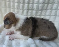 Sherlock! , a male Cardigan Welsh Corgi and Pembroke Welsh Corgi for sale in Bradenton, FL – Photo 9 of 10