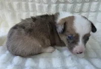 Sherlock! , a male Cardigan Welsh Corgi and Pembroke Welsh Corgi for sale in Bradenton, FL – Photo 10 of 10