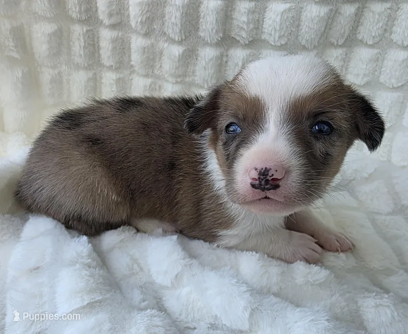 Sherlock!  – Cardigan Welsh Corgi, Pembroke Welsh Corgi puppy for sale in Bradenton, FL