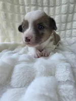 Sherlock! , a male Cardigan Welsh Corgi and Pembroke Welsh Corgi for sale in Bradenton, FL – Photo 8 of 10