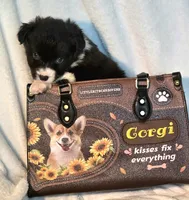 Rebecca , a female Cardigan Welsh Corgi and Pembroke Welsh Corgi for sale in Bradenton, FL – 6 of 10
