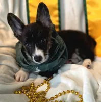 Whoopie , a female Cardigan Welsh Corgi and Pembroke Welsh Corgi for sale in Bradenton, FL – 7 of 10