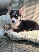 Tiberius  kurk , a male Cardigan Welsh Corgi and Pembroke Welsh Corgi for sale in Bradenton, FL – 9 of 10