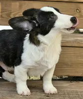 Sherpa, a male Cardigan Welsh Corgi and Pembroke Welsh Corgi for sale in Bradenton, FL – 7 of 10