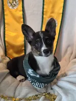 Wookie, a female Cardigan Welsh Corgi and Pembroke Welsh Corgi for sale in Bradenton, FL – 4 of 10