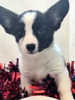 Sherpa, a male Cardigan Welsh Corgi and Pembroke Welsh Corgi for sale in Bradenton, FL – 10 of 10