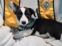 Unique ( liver, bluie pink carrier) dm clear , a female Cardigan Welsh Corgi for sale in Bradenton, FL – 9 of 10