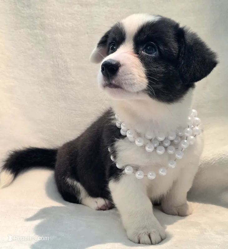 Unique ( liver, bluie pink carrier) dm clear  – Cardigan Welsh Corgi puppy for sale in Bradenton, FL