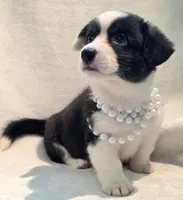 Unique ( liver, bluie pink carrier) dm clear , a female Cardigan Welsh Corgi for sale in Bradenton, FL – 1 of 10